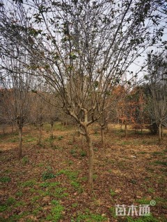 10公分西府海棠