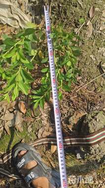 高度25厘米毛鹃