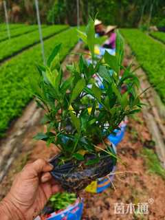 高度30厘米小叶栀子