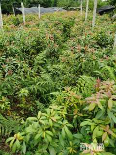 0.6公分金丝楠木