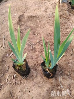 高度15厘米德国鸢尾