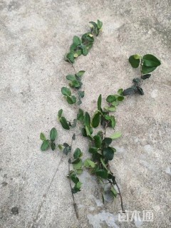 高度40厘米薜荔