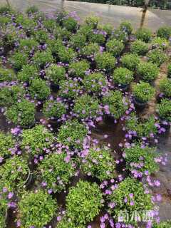 高度15厘米姬小菊