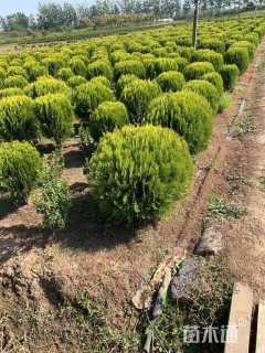 冠幅60厘米洒金柏球