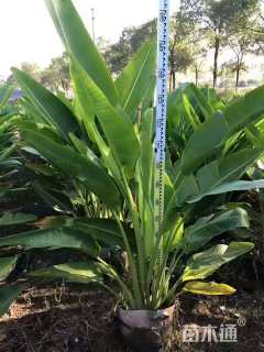 高度200厘米旅人蕉