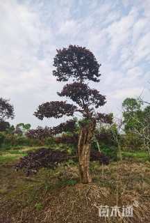 15公分造型红花继木桩