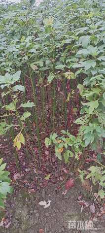 高度120厘米檫木小苗