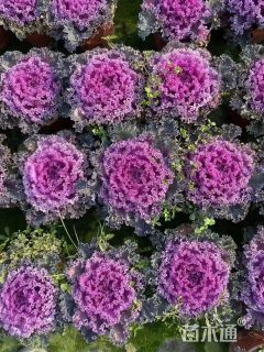 高度30厘米甘蓝