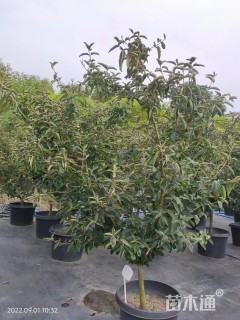 高度300厘米木绣球