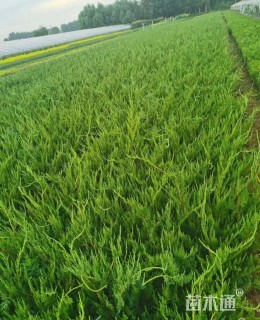 高度60厘米水腊