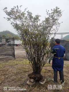 高度250厘米映山红