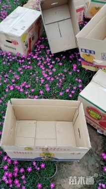 高度10厘米常夏石竹