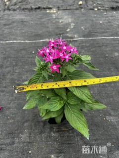 高度15厘米五星花