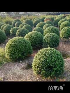 冠幅130厘米龟甲冬青球