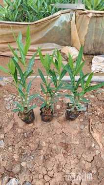 高度25厘米夹竹桃