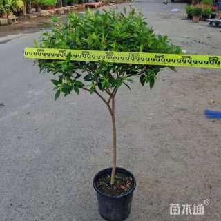 高度80厘米紫牡丹