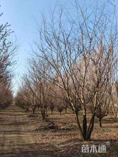 50公分(6杆)丛生朴树