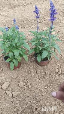 高度20厘米鼠尾草