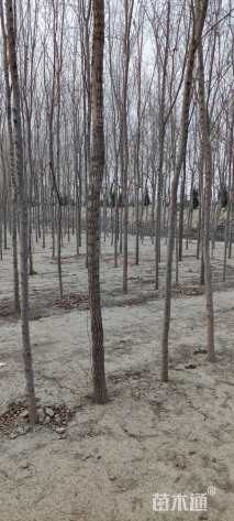 5公分榆树