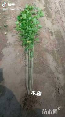 高度160厘米木槿