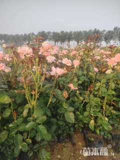 高度50厘米大花月季