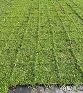 高度5厘米姬岩垂草