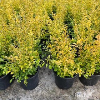 大杯苗亮晶女贞小苗