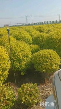 冠幅120厘米金冠女贞球