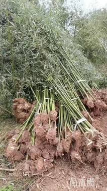 地栽苗雷竹