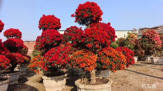 15公分造型三角梅