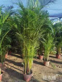 裸干高120厘米散尾葵