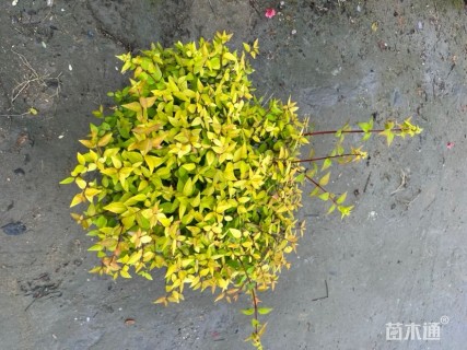 高度50厘米大花六道木