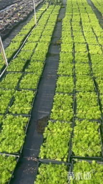 高度20厘米金叶佛甲草