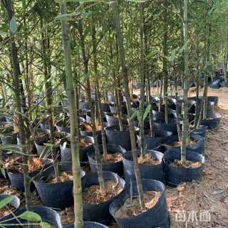 容器苗罗汉竹