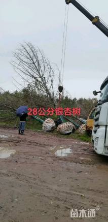 32公分银杏