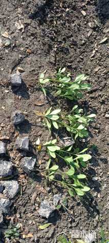 高度30厘米海桐小苗