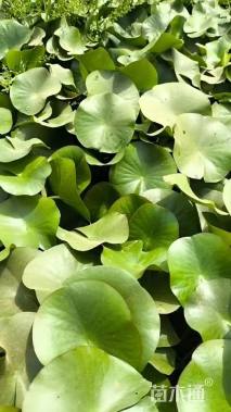 高度30厘米睡莲