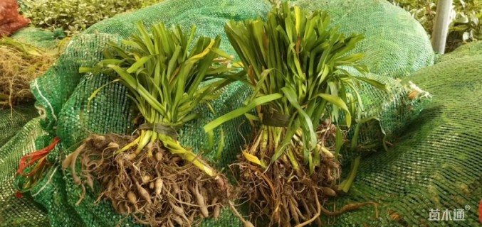 高度25厘米大花萱草