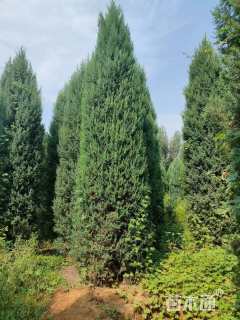 高度700厘米桧柏