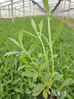 高度20厘米柳叶马鞭草