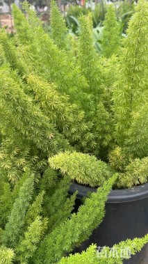 高度60厘米狐尾天门冬