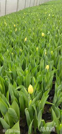 高度20厘米郁金香