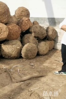 裸干高300厘米棕榈