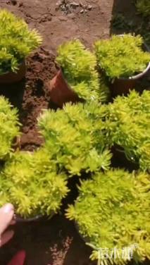 高度10厘米佛甲草