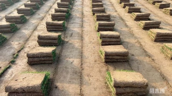 草卷状马尼拉草