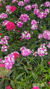 高度20厘米石竹