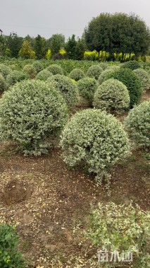 冠幅100厘米银姬小蜡球