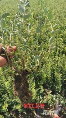 高度60厘米冬红卫矛