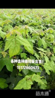 0.6公分大叶女贞