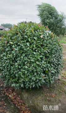 冠幅90厘米红叶石楠球